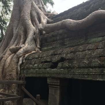 Tree growing on a temple in Angkor, Cambodia