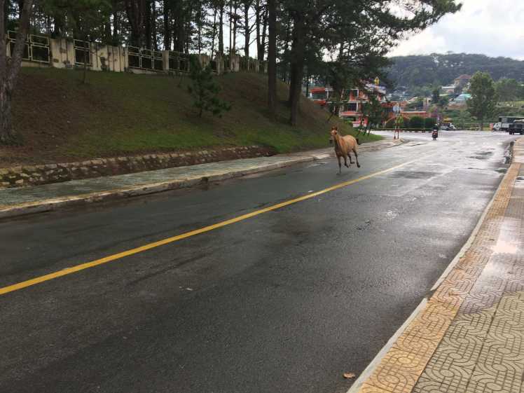 Runaway Horse in Dalat, Vietnam