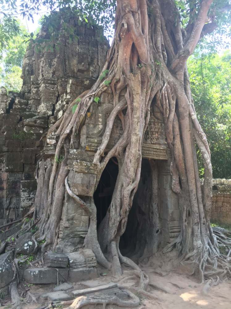 Tree Growing on a Temple Entrance in Angkor, Cambodia