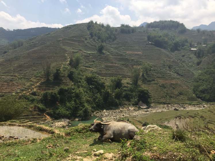 Buffalo in Sapa, Vietnam