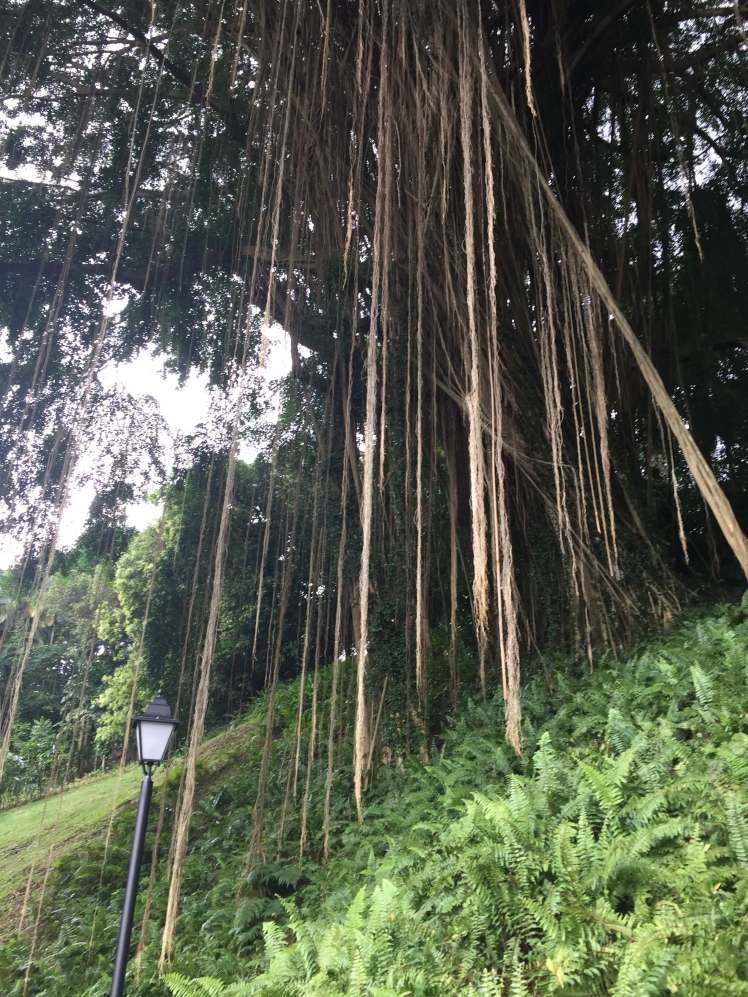 Fort Canning Park in Singapore