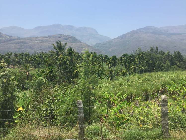 Hills near Munnar, Kerala, India