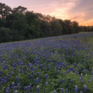 Field of Bluebonnets in Houston, Texas, USA