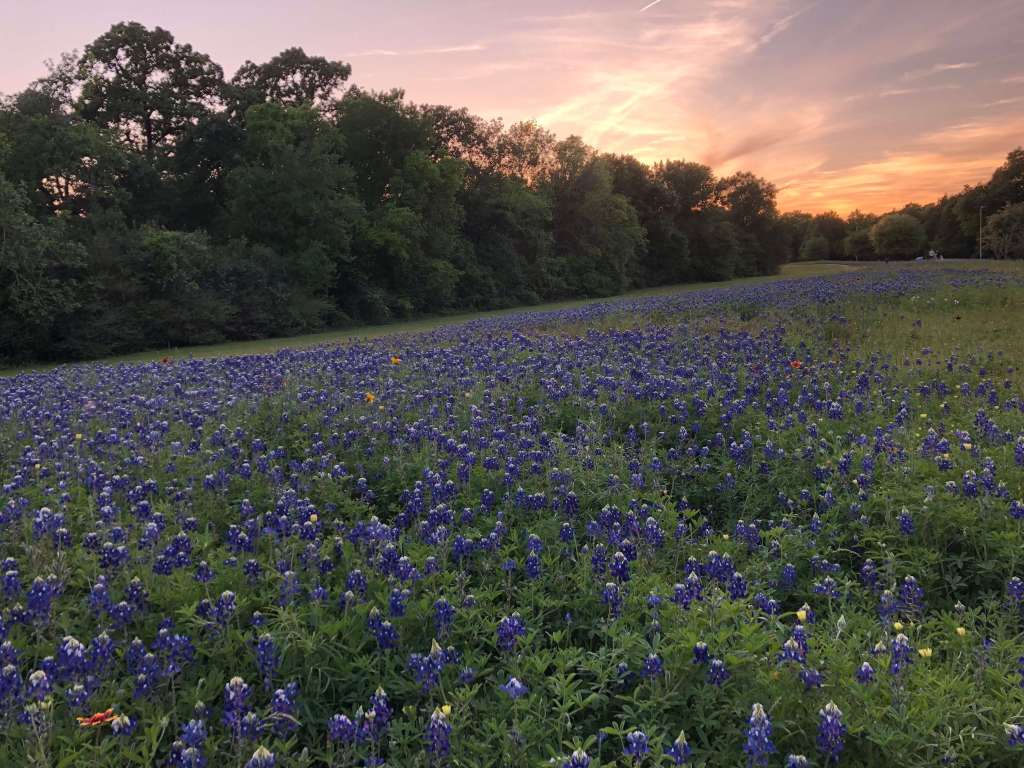 Field of Bluebonnets in Houston, Texas, USA