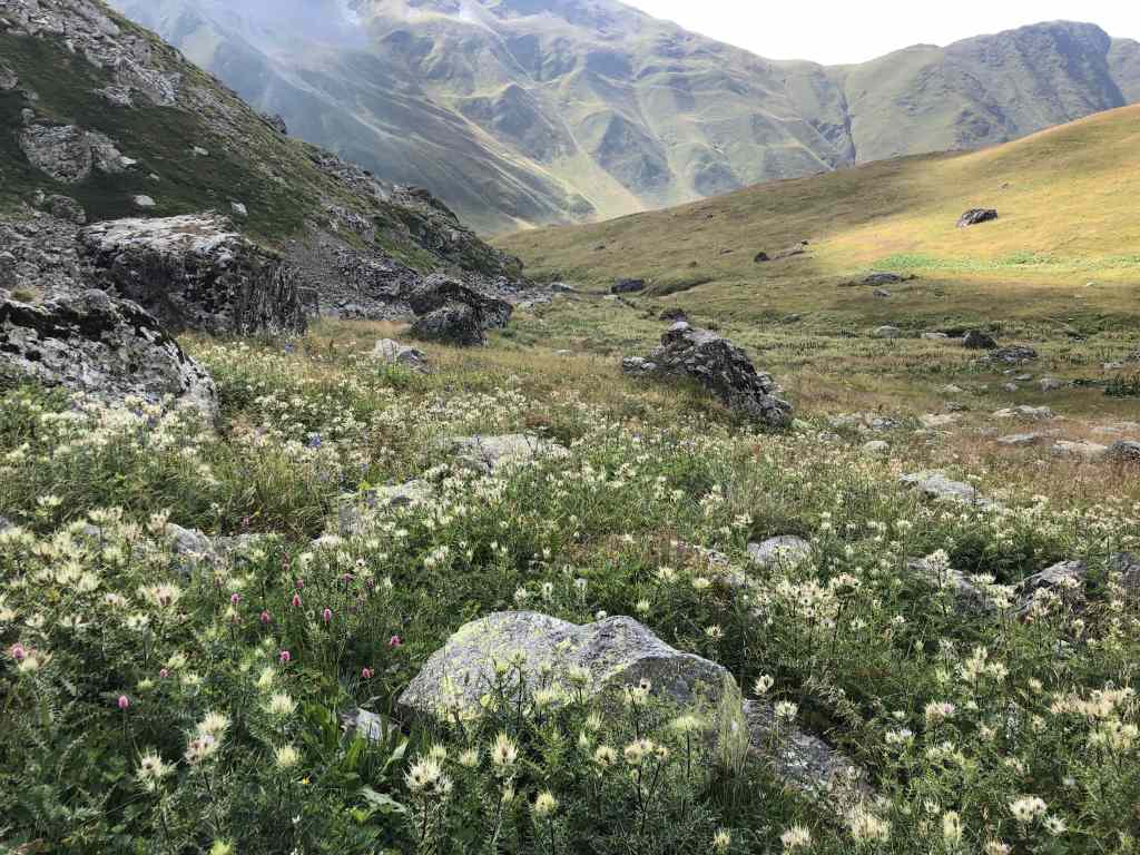 Flowers in Juta Valley, Georgia