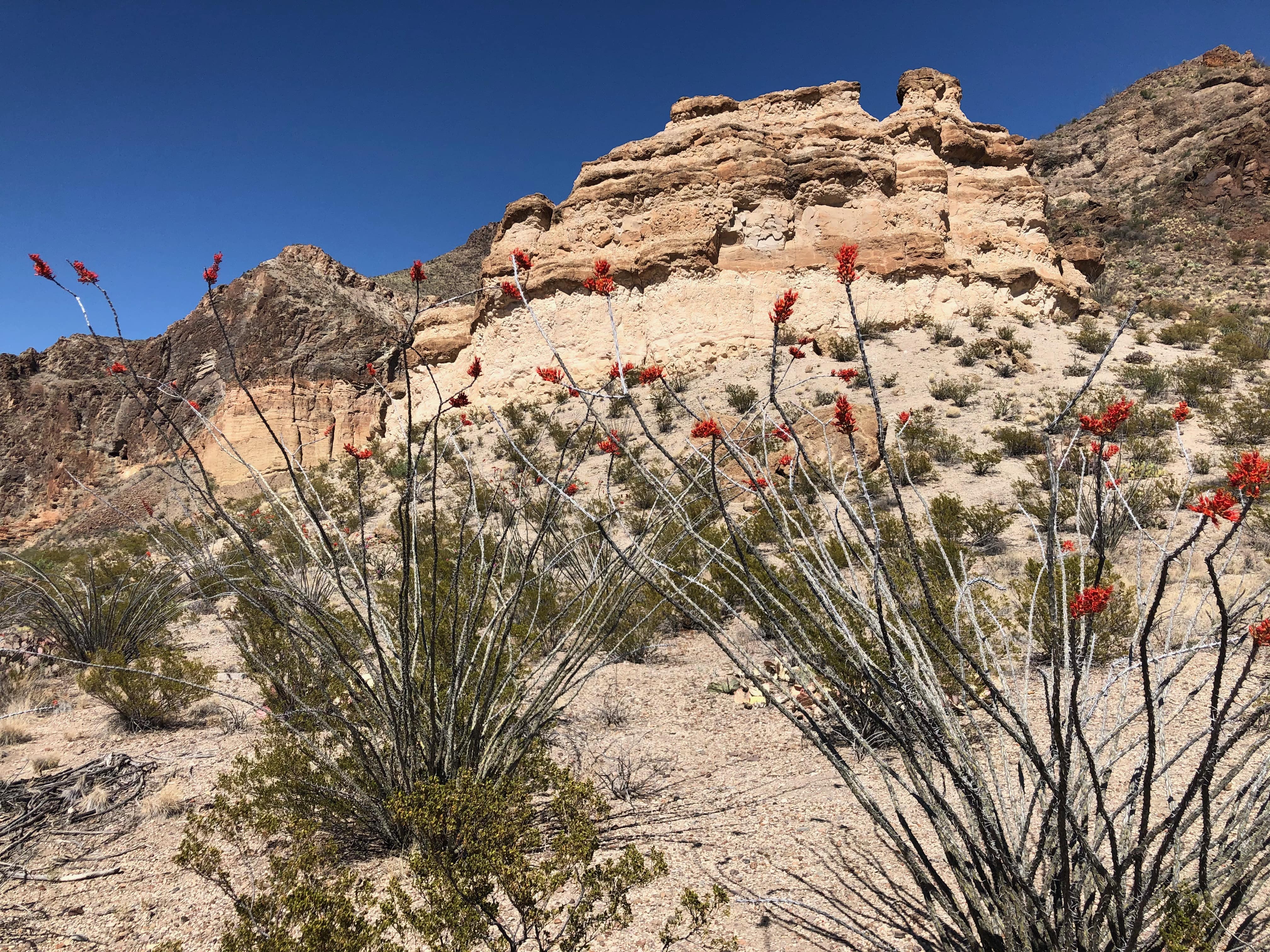 Ocatillo, Big Bend National Park, Texas, USA